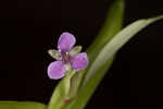 Nakedstem dewflower